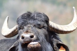 Розлючений буйвол увірвався в китайський супермаркет та розгромив прилавки, постраждали люди