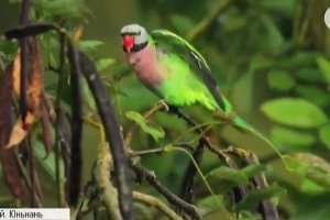 Китай спостерігає за "дощем із папуг": що це за унікальне явище &ndash; ФОТО