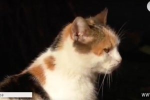 Як одесити рятують безпритульних котів від холоду