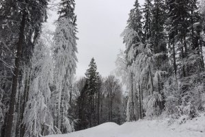У Карпатах четверту добу шукають зниклого туриста 