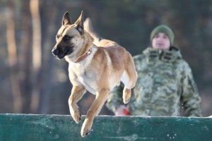 Взяли гранаты и пошли к "сепарам": в ГПСУ рассказали, как кинологи в 2014-м спасали своих собак