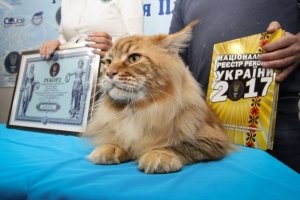 Як виглядає найбільший кіт України – ФОТО
