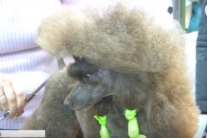 Сушили феном, робили укладки: У Києві пройшла виставка собак &ndash; відео