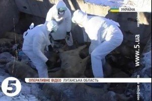 Спалах африканської чуми свиней на Луганщині [відео]