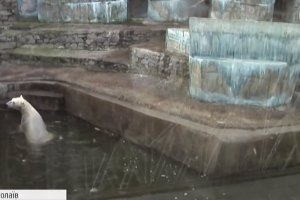 Зефірка та Нануку принесли Україні перше за 50 років біле ведмежа