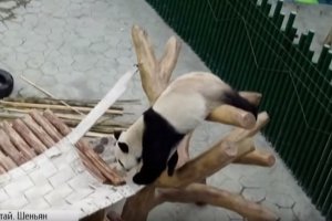 ФОТО: Як у Китаї невгамовна панда Пупу "готується" увійти до збірної гімнастів