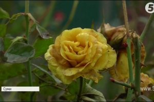 Коли зима дійсно тепла: у Сумах розквітли троянди