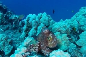 Восьминіг-хамелеон: мережу приголомшило відео із переляканим молюском