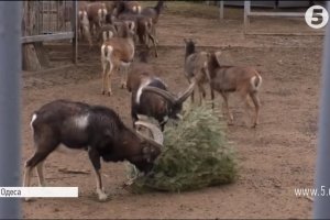 Від верблюдів до вовків: мешканці Одеського зоопарку будуть дуже раді вашій ялинці