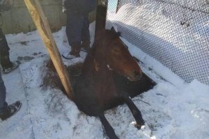 Тягнули гаком і пожежним рукавом: як на Львівщині коня з каналізації рятували – фото