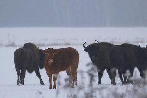 Ламають дерева та їдять городину: про "конфлікт" двох зубрів та селян на Львівщині
