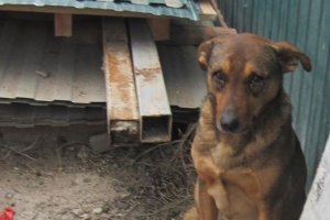"Собаки теж люблять": Вірний чотирилапий Партос шукає собі родину