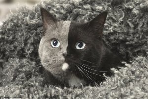 Two faces: незвичайний кіт-химера "підриває" мережу – ФОТО