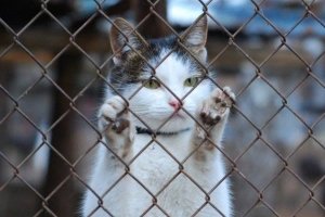 "Дев'ять років чекає дива": Вишукана котоледі Варя шукає собі родину