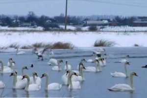 "Радують душу": сотні лебедів здивували мешканців Дніпропетровщини