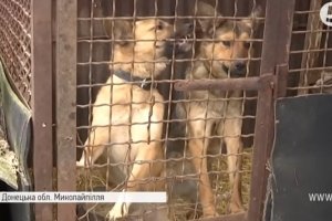 Навала хижаків: на Донеччині місцеві налякані вовчими "атаками"