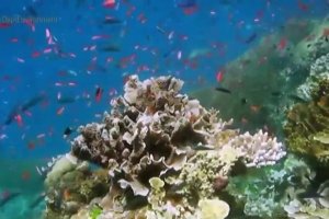 В Австралії рятують найбільшу у світі систему коралових рифів