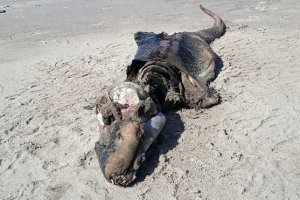 Загадкова істота: на пляжі в Британії знайшли морського монстра