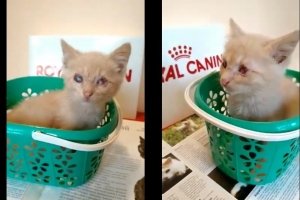 "Бачить серцем": зворушливе сліпе кошеня Льова шукає родину