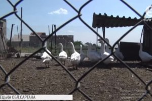 "Звірине нашестя" на Донеччині: що жене диких звірів до людських осель