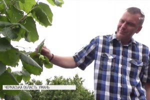 Унікальний фундуковий сад під загрозою: чому виник конфлікт між науковцями дендропарку 