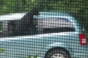 Пообідав:  у США ведмідь проник в авто медсестри та з'їв її їжу – відео