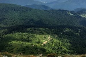 Жахачки чи реальна загроза: голова Товариства лісівників України розповів, що можуть означати "лисини" в Карпатах