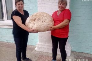 Майже 18 кілограмів: на Київщині знайшли гриб-велетень