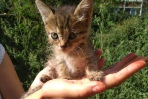 Крихітний смугастий котик шукає собі родину