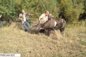 Дістали з 2-метрової глибини: на Харківщині для порятунку корови задіяли спецтехніку
