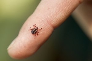 Кліщі "атакують": кількість хворих в Україні зросла до 2,4 тисячі