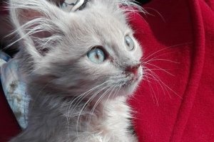 Персикового кольору з блакитними очима: неймовірна котодівчинка шукає собі люблячу родину