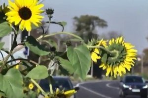 Волинський ентузіаст заквітчав чорнобривцями і соняхами понад 500 кілометрів українських доріг – ФОТО