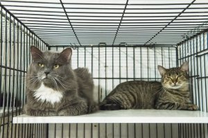 Муркочуть і обіймаються: шикарний кіт Лорд та його кохана Ліза шукають дім 