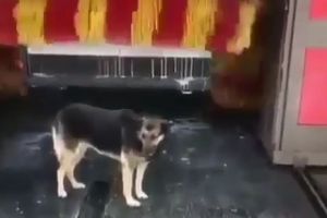 SPA-салон у автомийці: кмітливий пес придумав, як робити собі масаж спини &ndash; відео