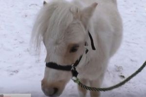 В екопарку Харкова нові мешканці: чим особливі мініатюрні Оззі та Блюбель