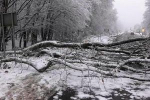 На Івано-Франківщині через падіння дерева постраждала людина
