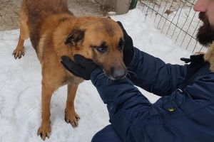 Уткнувся носиком і просив уваги: сліпий собака шукає дім та нову родину