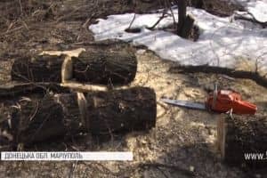 "Чорні лісоруби": хто і як вирубує маріупольські дерева