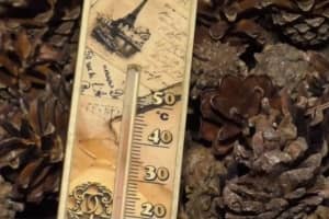 Так "народжується" ліс: як працює унікальна шишкосушарка і що це за пристрій