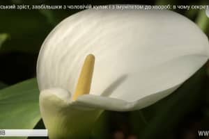 Квіти в людський зріст, завбільшки з чоловічий кулак: на станції аерації розповіли, в чому ж секрет вирощування