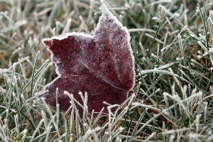 На ці вихідні метеорологи обіцяють заморозки