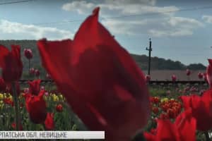 Маленькая Голландия на Закарпатье: там одновременно зацвели более 10 тысяч тюльпанов
