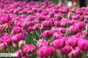 Насолодитися барвами весни – у Британії триває фестиваль тюльпанів