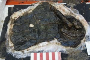 Ученые нашли уникальный деревянный щит, которому около 2300 лет