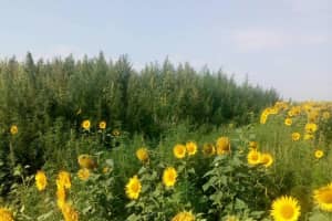 Полиция Кировоградской области нашла плантацию конопли в подсолнечном поле