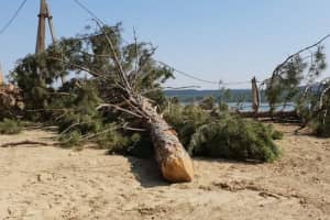 Варварство: блогерка продемонструвала, як окупанти нищать природу Криму