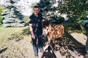 Наймиліший порятунок дня: в Києві патрульним довелося ловити поні-втікача – відео