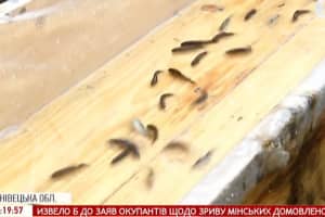 Зариблення карпатських річок: понад сто тисяч мальків форелі випустили у водойми