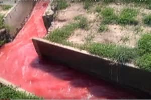 Потік нечистот кривавого кольору: на Волині зафіксували викидання відходів із птахофабрики – репортаж